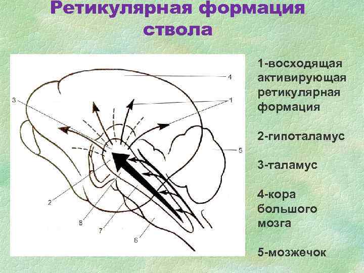 Ретикулярная формация мозга