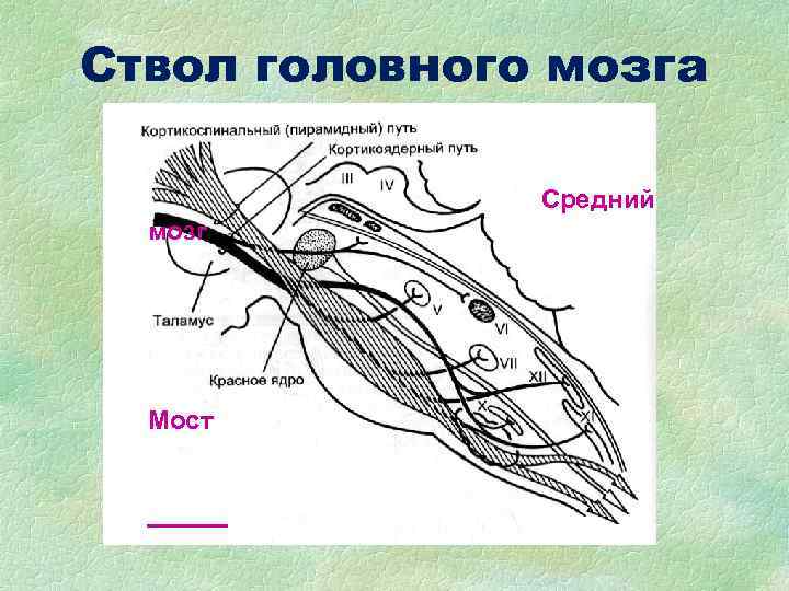 Ствол головного мозга Средний мозг Мост Ствол головного мозга Средний мозг Мост