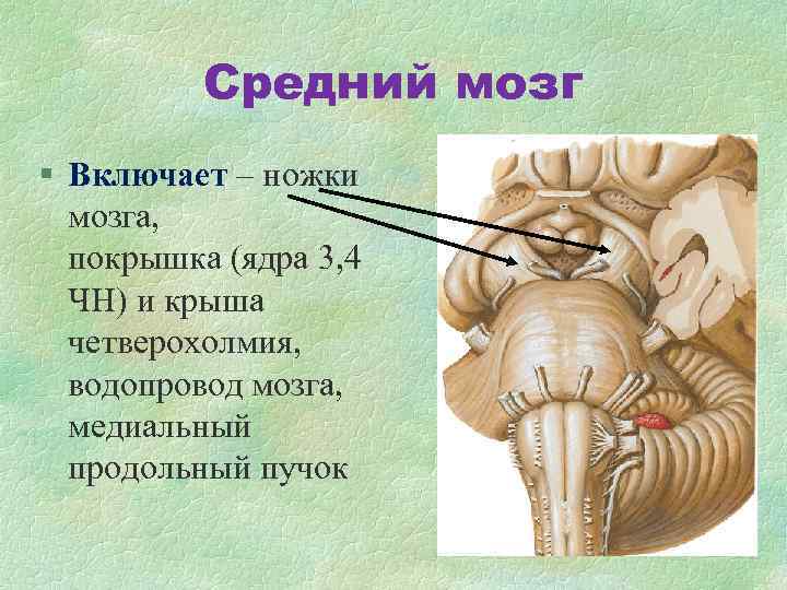 Средний мозг включает в себя. Ядра верхних Бугров четверохолмия. Строение среднего мозга анатомия. Вентральная покрышка среднего мозга. Четверохолмие и таламус.