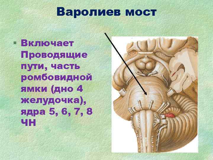 Варолиев мост § Включает Проводящие пути, часть ромбовидной Варолиев мост § Включает Проводящие пути, часть ромбовидной