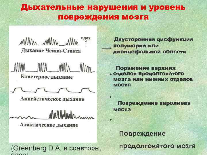 Дыхательные нарушения и уровень повреждения мозга Дыхательные нарушения и уровень повреждения мозга