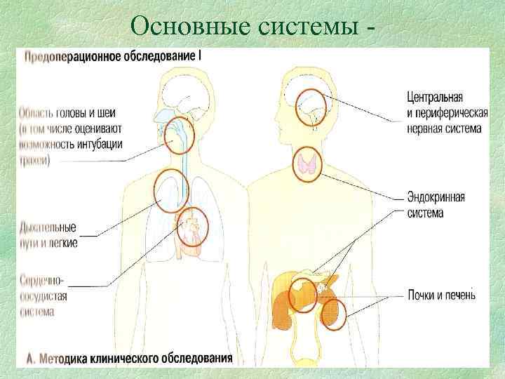 Основные системы - Основные системы -