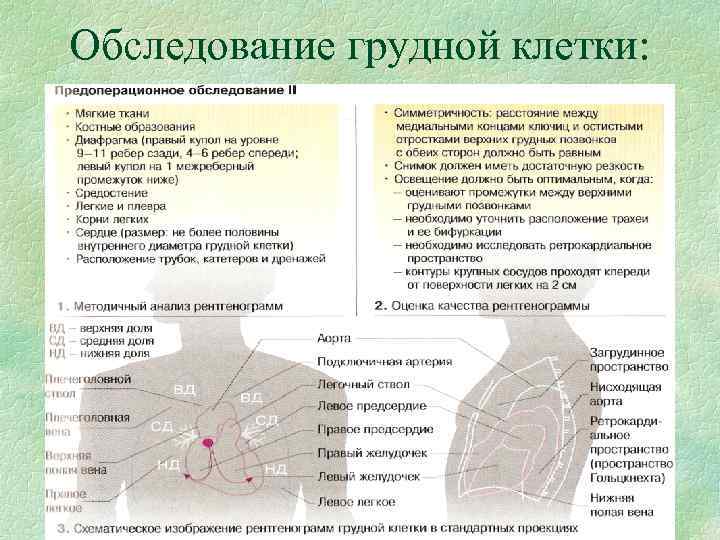 Обследование грудной клетки: Обследование грудной клетки: