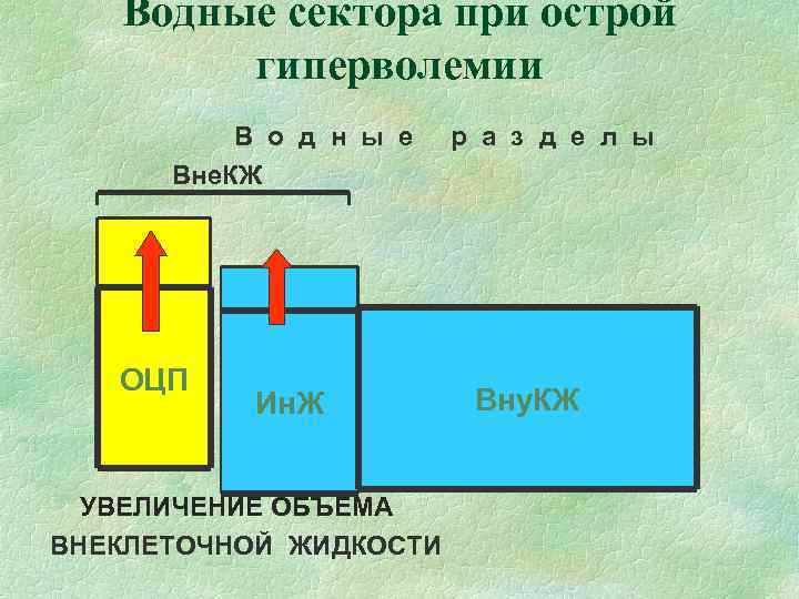 Водные сектора при острой гиперволемии В о д н Водные сектора при острой гиперволемии В о д н
