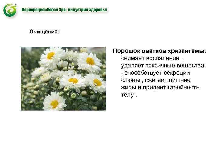 Очищение: Порошок цветков хризантемы: снимает воспаление , Очищение: Порошок цветков хризантемы: снимает воспаление ,
