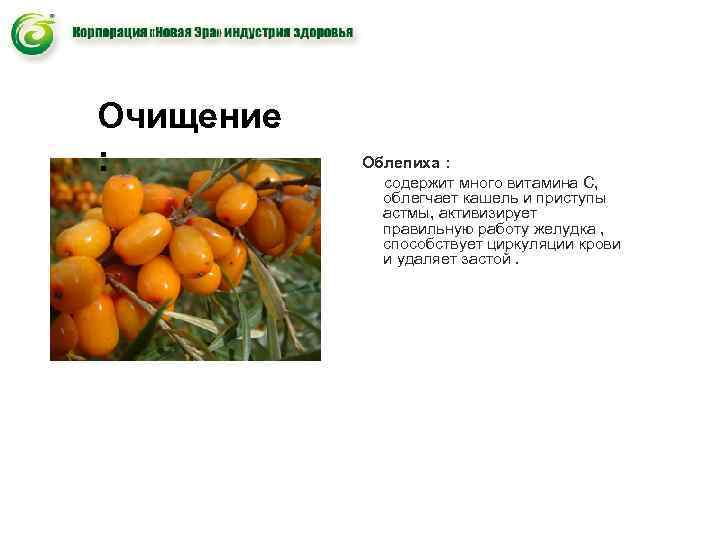 Очищение : Облепиха : содержит много витамина С, Очищение : Облепиха : содержит много витамина С,