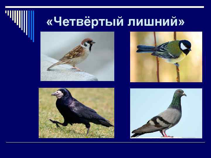  «Четвёртый лишний» 