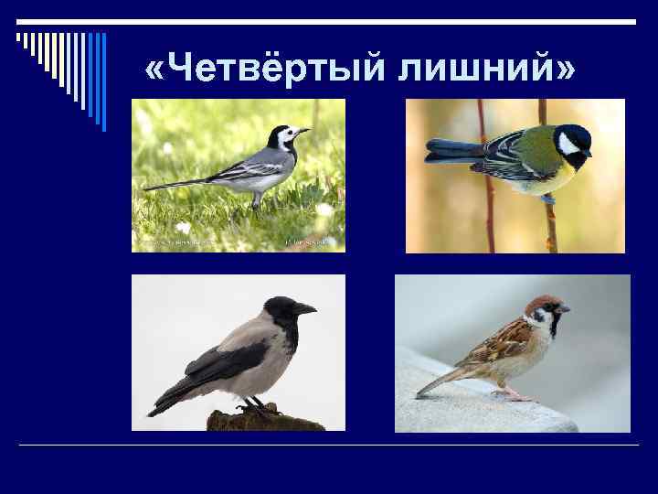  «Четвёртый лишний» 