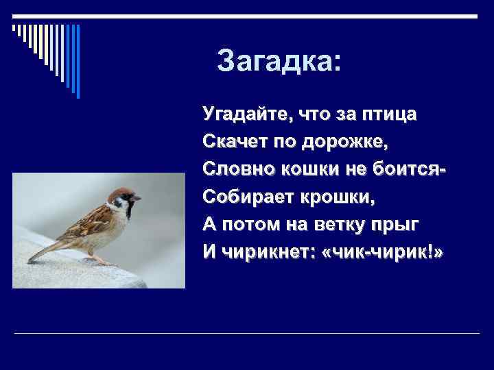  Загадка: Угадайте, что за птица Скачет по дорожке, Словно кошки не боится- Собирает