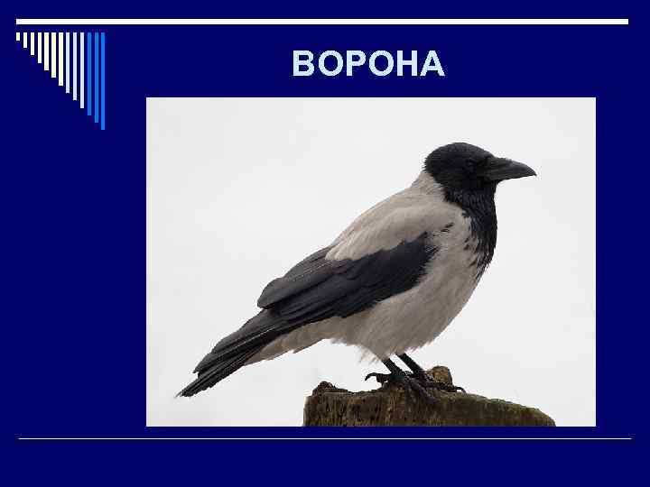 ВОРОНА 