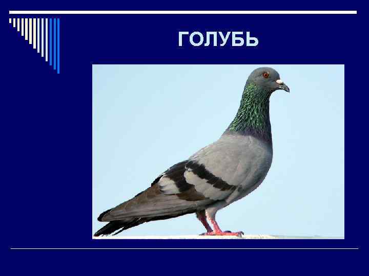 ГОЛУБЬ 
