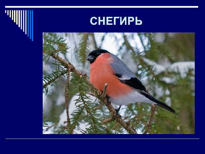 СНЕГИРЬ 