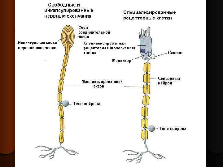 Виды рецепторов Виды рецепторов