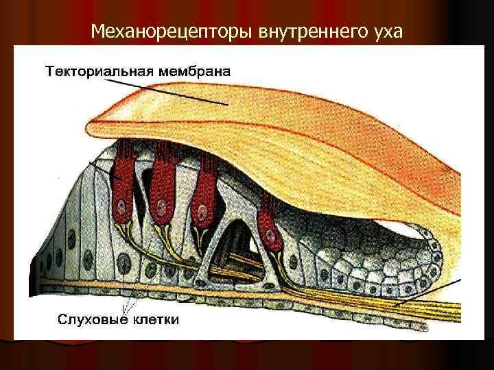 Механорецепторы внутреннего уха Механорецепторы внутреннего уха