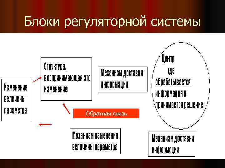 Блоки регуляторной системы Обратная связь Блоки регуляторной системы Обратная связь