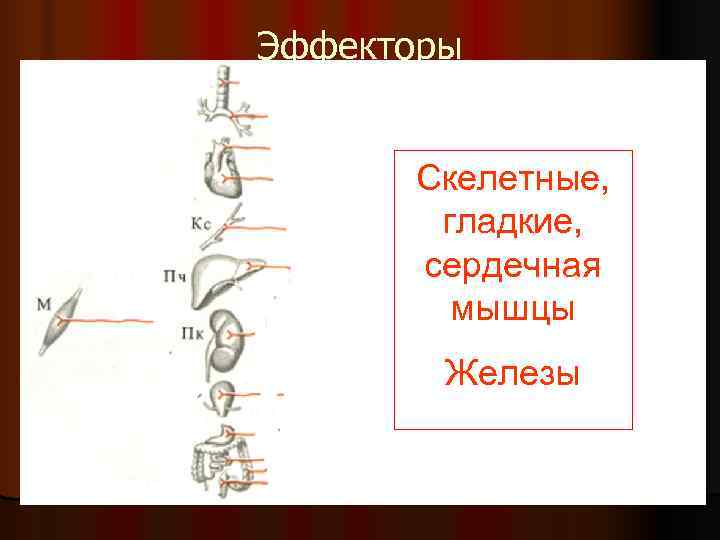 Эффекторы Скелетные, гладкие, сердечная мышцы Эффекторы Скелетные, гладкие, сердечная мышцы