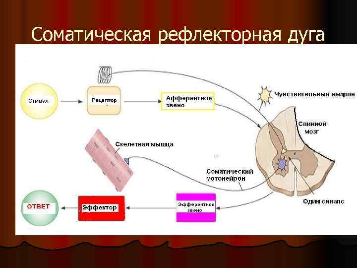 Соматическая рефлекторная дуга Соматическая рефлекторная дуга