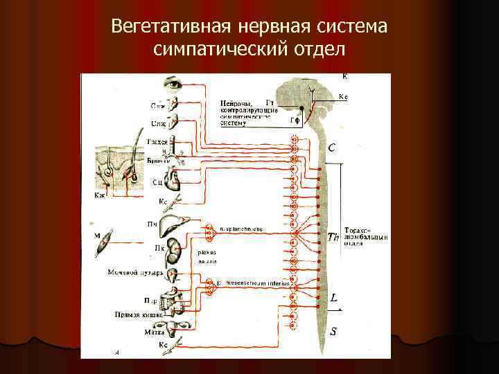 Вегетативная нервная система симпатический отдел Вегетативная нервная система симпатический отдел