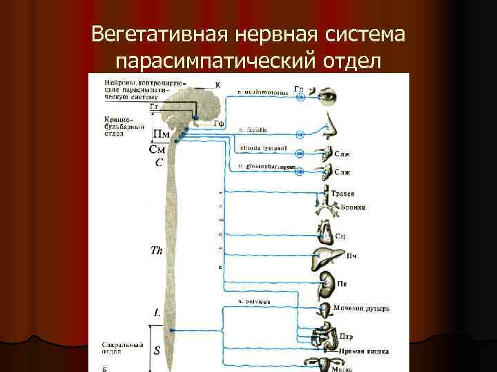 Вегетативная нервная система парасимпатический отдел Вегетативная нервная система парасимпатический отдел