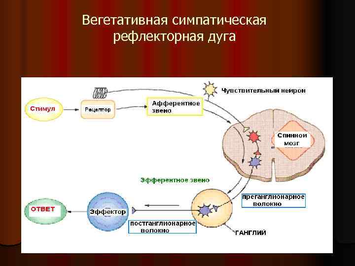 Вегетативная симпатическая рефлекторная дуга Вегетативная симпатическая рефлекторная дуга