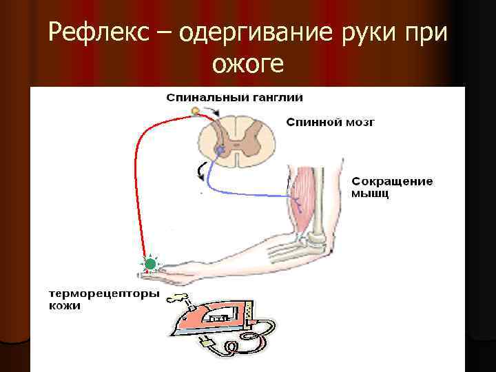 Рефлекс – одергивание руки при ожоге Рефлекс – одергивание руки при ожоге
