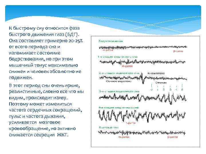 К быстрому сну относится фаза быстрого движения глаз (БДГ). Она составляет примерно 20 -25%