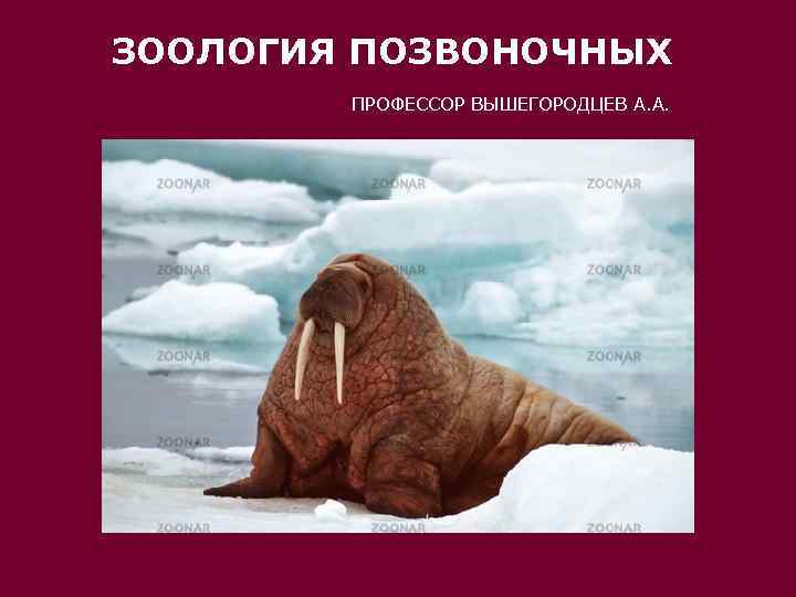 ЗООЛОГИЯ ПОЗВОНОЧНЫХ   ПРОФЕССОР ВЫШЕГОРОДЦЕВ А. А. 