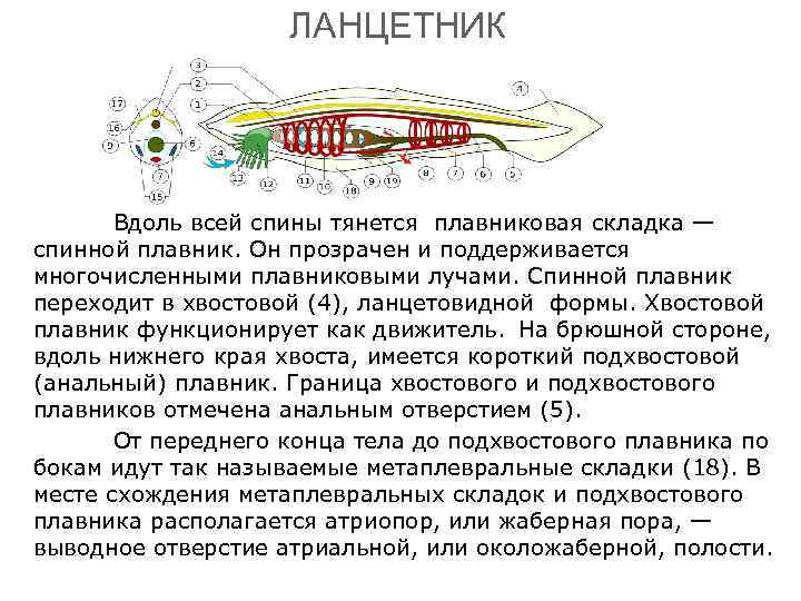     ЛАНЦЕТНИК  Вдоль всей спины тянется плавниковая складка — спинной