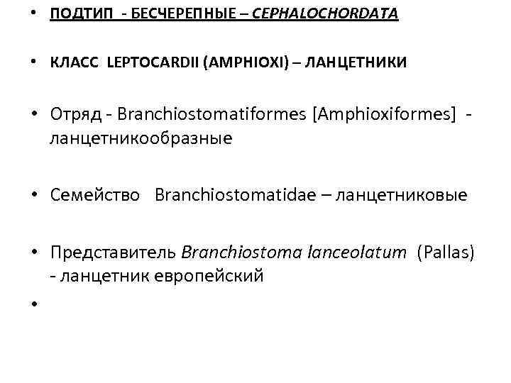  • ПОДТИП - БЕСЧЕРЕПНЫЕ – CEPHALOCHORDATA  • КЛАСС LEPTOCARDII (AMPHIOXI) – ЛАНЦЕТНИКИ