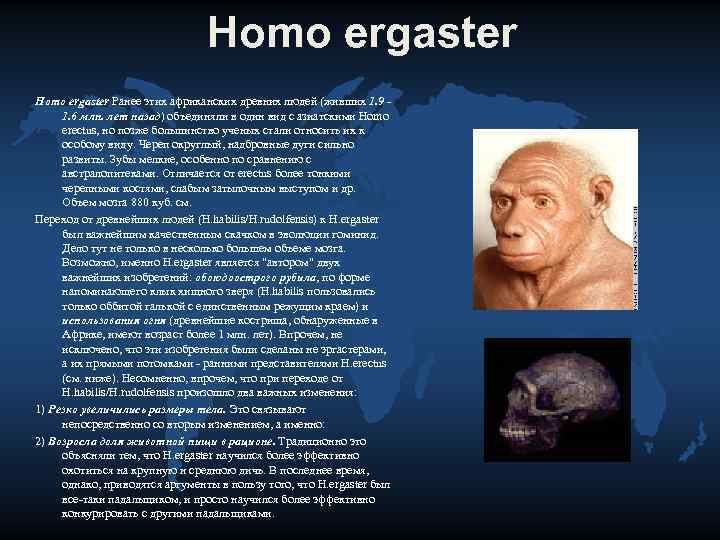 Homo ergaster. Homo ergaster характеристика. Эволюция человека эргастер. Хомо эргастер характеристики.