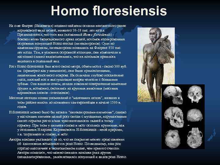 Род homo. Человек флоресский homo floresiensis. Этапы эволюции рода хомо. Основные представители рода homo..