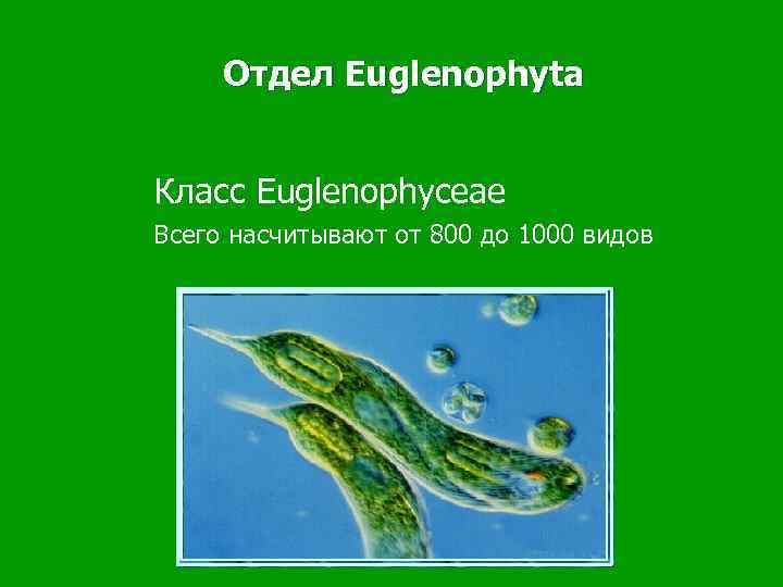  Отдел Euglenophyta  Класс Euglenophyceae Всего насчитывают от 800 до 1000 видов 