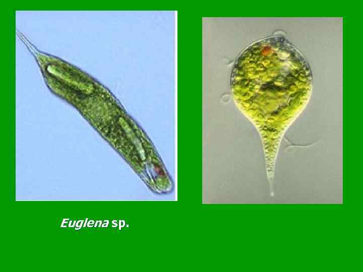 Euglena sp. 