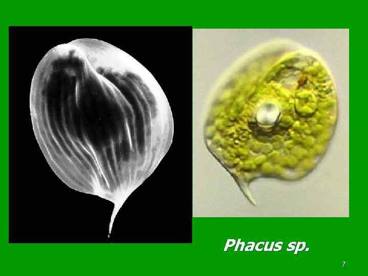 Phacus sp.    7 