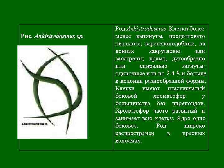      Род Ankistrodesmus. Клетки более- Рис. Ankistrodesmus sp.  менее