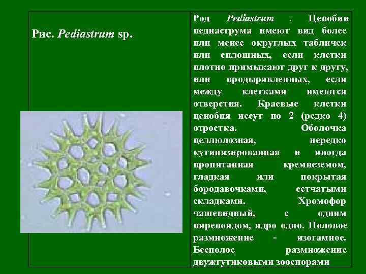      Род  Pediastrum. Ценобии Рис. Pediastrum sp.  педиаструма