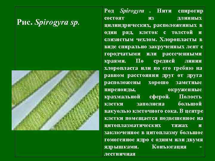 Спирогира зеленая нитчатая водоросль. Строение клетки таллома спирогиры. Спирогира зеленая нитчатая водоросль. Хроматофор имеет вид спирально закрученной ленты у. Хроматофор имеет вид спирально закрученной ленты у.