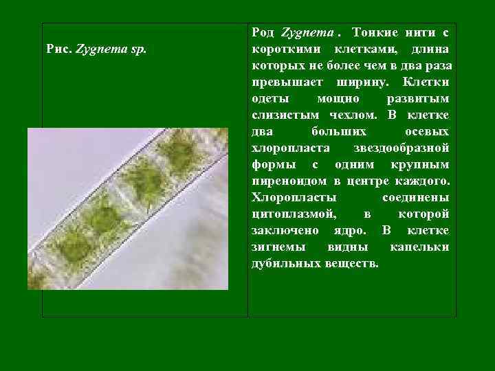     Род Zygnema. Тонкие нити с Рис. Zygnema sp.  короткими