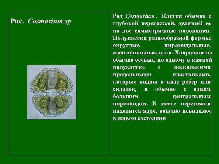     Род Cosmarium. Клетки обычно с Рис. Cosmarium sp  глубокой