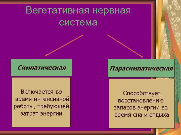   Вегетативная нервная   система Симпатическая Парасимпатическая Включается во   Способствует