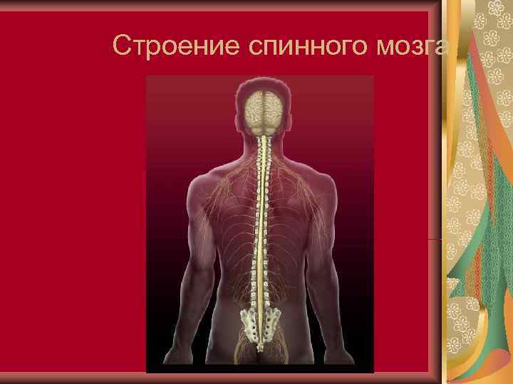 Строение спинного мозга 