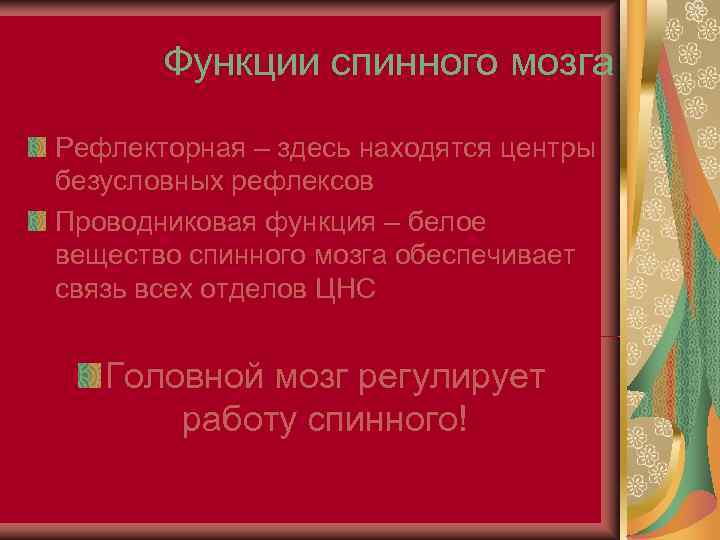   Функции спинного мозга Рефлекторная – здесь находятся центры безусловных рефлексов Проводниковая функция