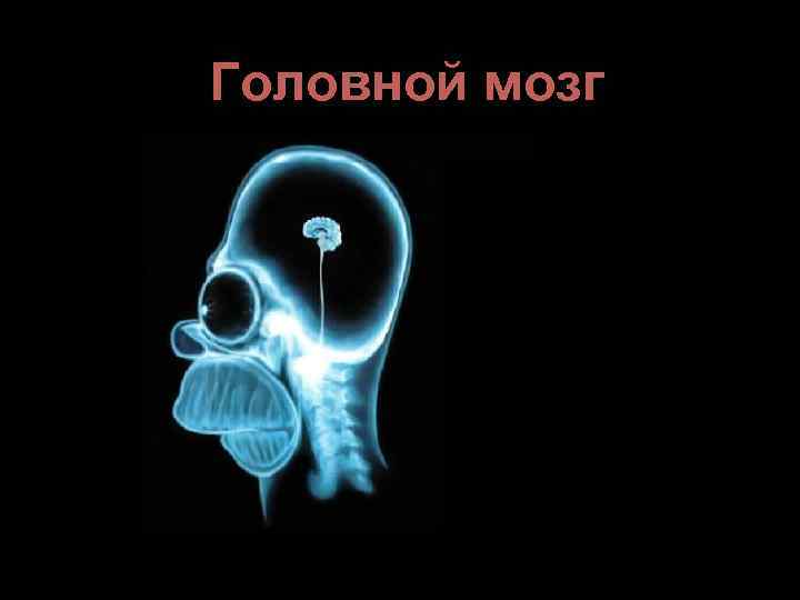Головной мозг 