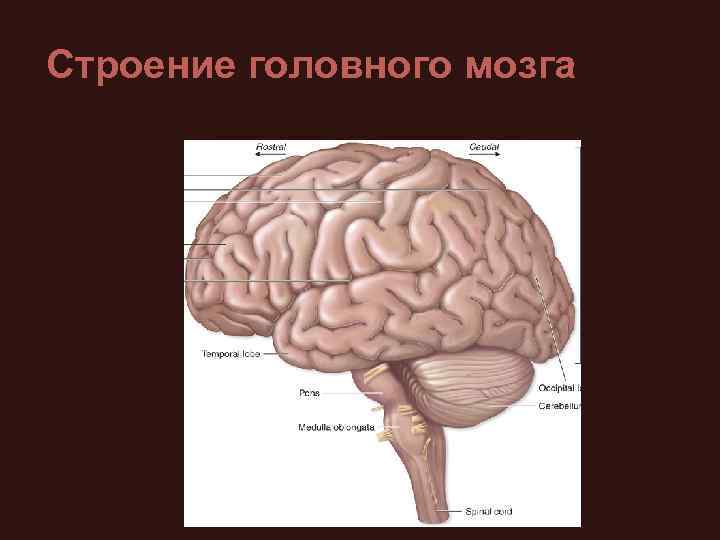 Строение головного мозга 