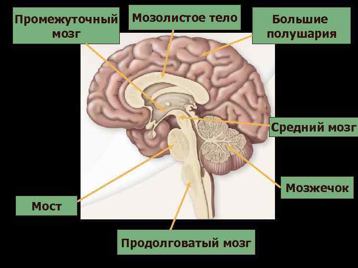 Промежуточный  Мозолистое тело Большие мозг      полушария  