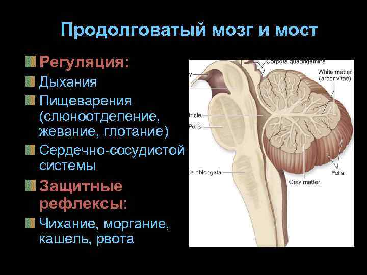  Продолговатый мозг и мост Регуляция: Дыхания Пищеварения (слюноотделение, жевание, глотание) Сердечно-сосудистой системы Защитные