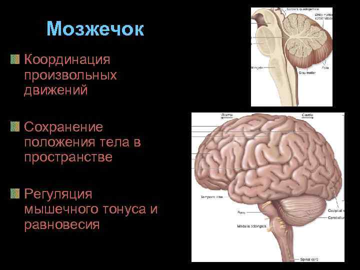  Мозжечок Координация произвольных движений Сохранение положения тела в пространстве Регуляция мышечного тонуса и