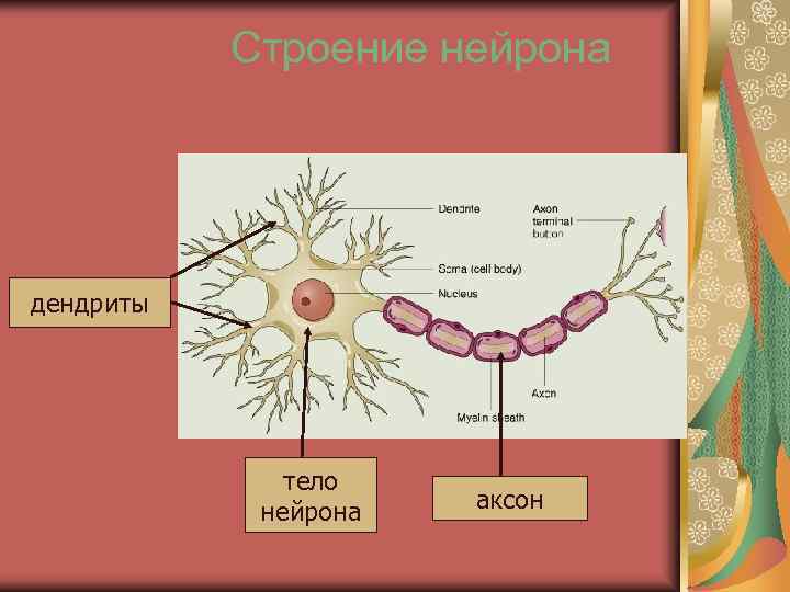   Строение нейрона дендриты    тело   нейрона  аксон