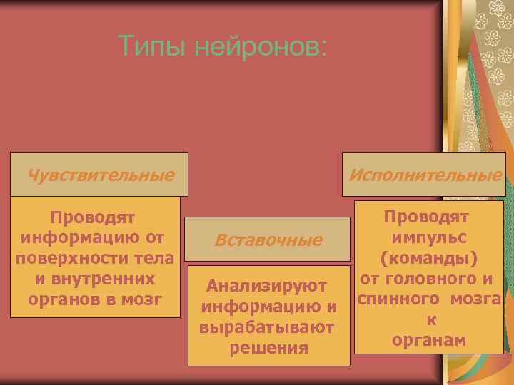    Типы нейронов: Чувствительные    Исполнительные Проводят   