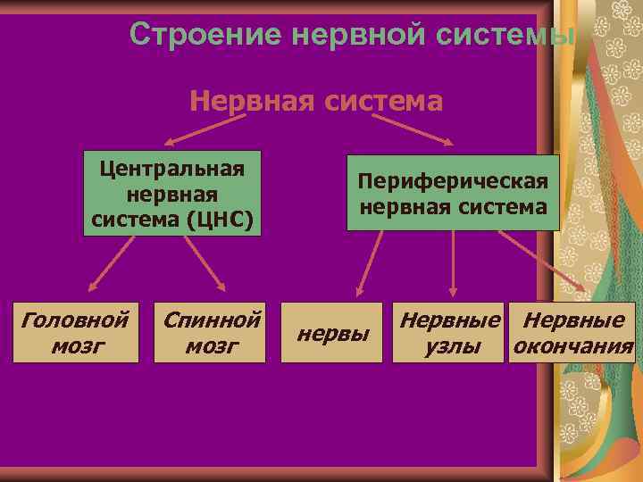   Строение нервной системы    Нервная система  Центральная  